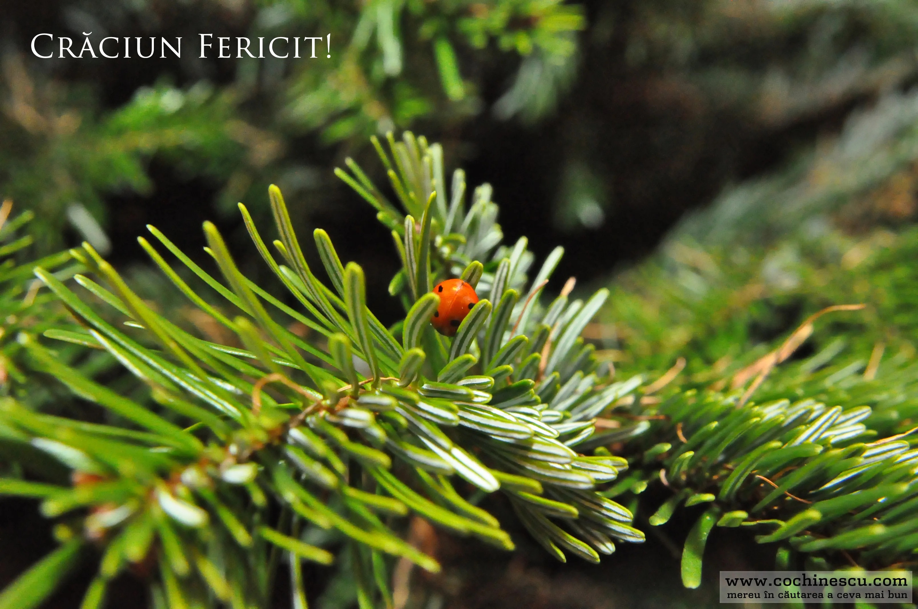 Felicitare de Crăciun 2008 - cochinescu.com Felicitare de Crăciun 2008 - cochinescu.com