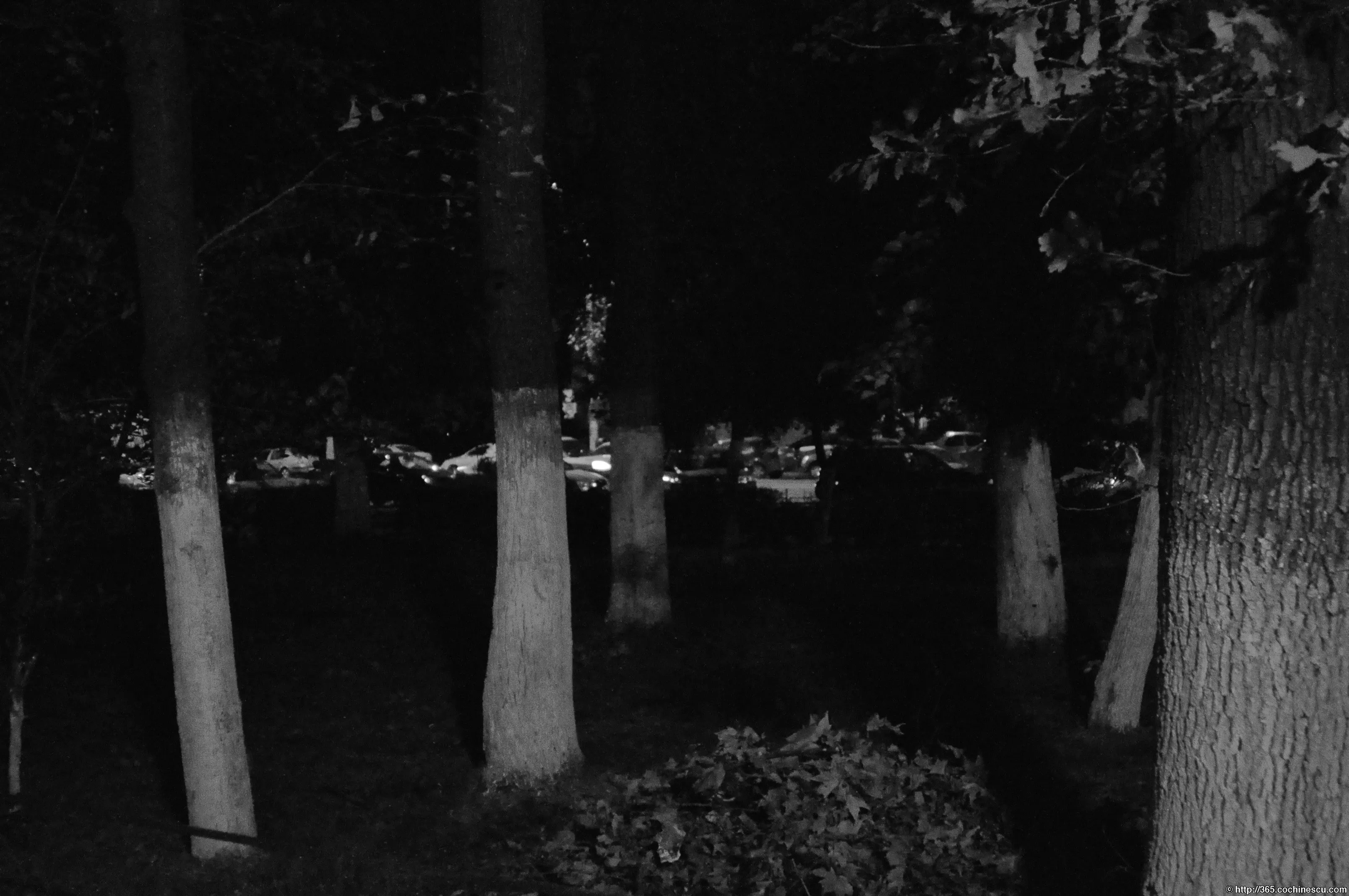 Trunchiurile văruite ale copacilor se văd într-un parc întunecat din București.