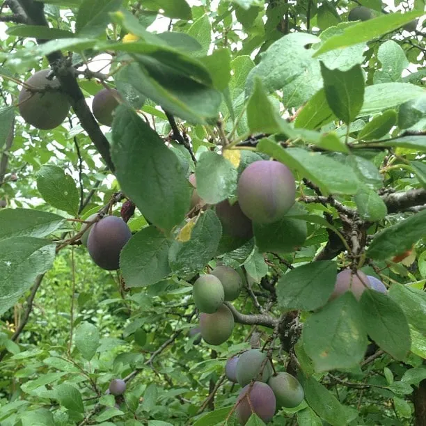 Prune violet pe crengi, printre frunze verzi stropite de ploaie.