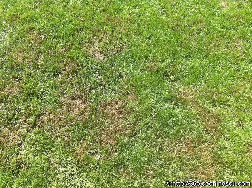 Un petic de gazon verde este presărat cu zone de iarbă uscată.