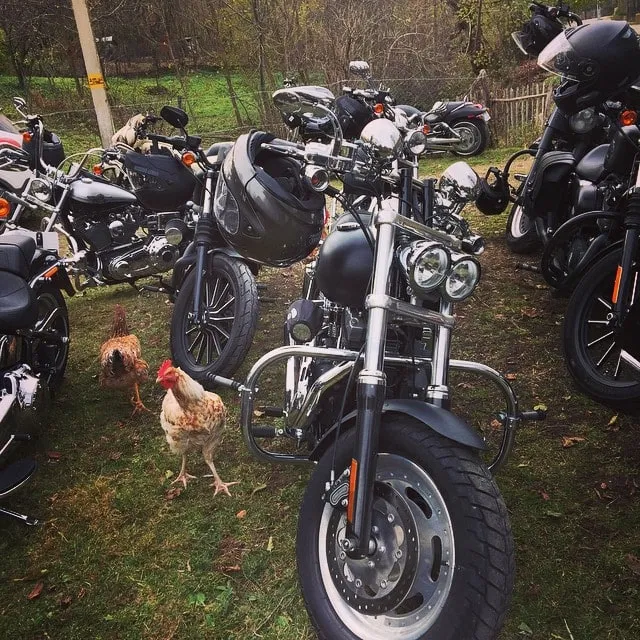 Găini printre motociclete parcate pe iarbă, într-o curte rurală.
